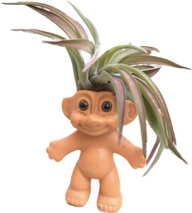 Air Plant Troll