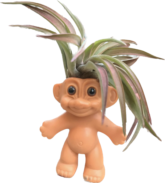 Air Plant Troll